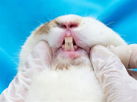 Letstalk Rabbits Part 2 Diseases Scott Veterinary Clinic