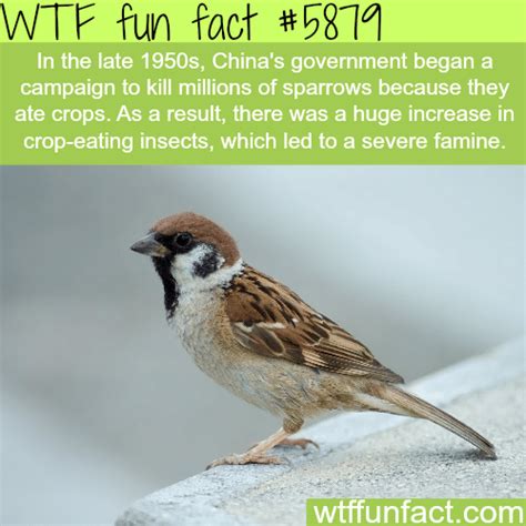 Chinas Campaign To Kill Millions Of Sparrows