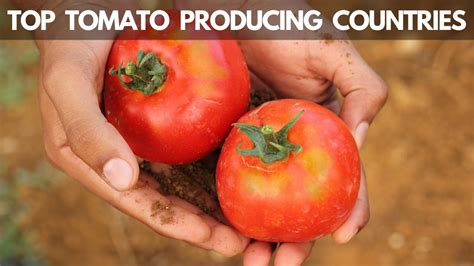 World Largest Tomato Producing Countries Youtube