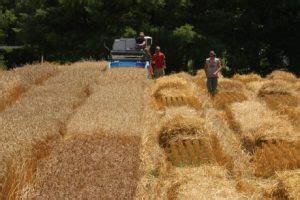 Every new season this game developer provides codes for harvest town to their users. 2012 Organic Winter Wheat Variety Trial - Maine & Vermont ...