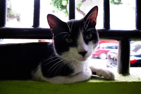 Caracas Shots Gypsy Cats Random 1
