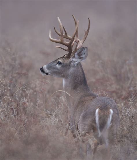 White Tail Buck Whitetail Deer Pictures Deer Photography Whitetail