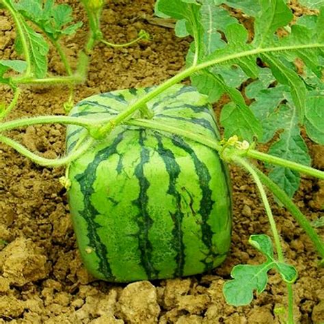 How To Grow A Square Watermelon