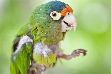 Baby Parrot Photograph By Craig Lapsley Fine Art America