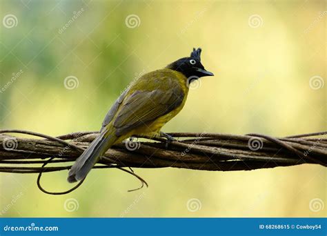 Black Crested Bulbul Stock Image Image Of Avian Nature 68268615