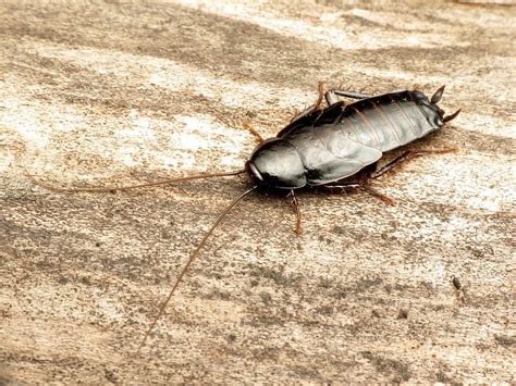 How To Get Rid Of Oriental Cockroaches Easy Black Roach Control