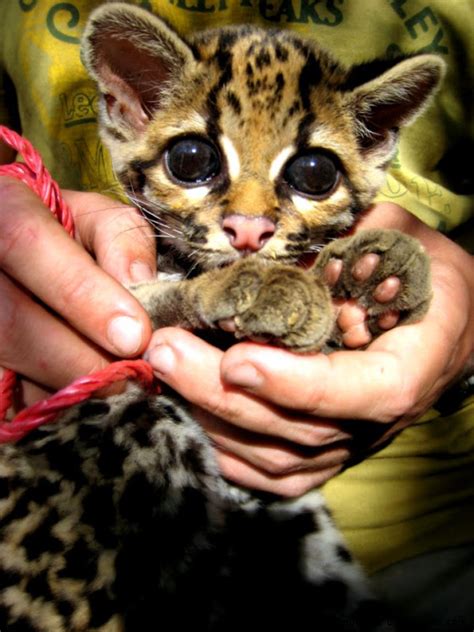 Cute Baby Wild Cats Wallpapers Gallery