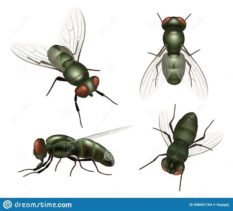 Fly Insect Realistic House Bugs And Mosquito Decent Vector