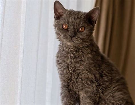 7 Selkirk Rex Cats Who Are Cats In Sheeps Clothing Petcha Devon