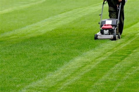 Lawn Mowing When To Mow New Turf Glenview Turf Supplies