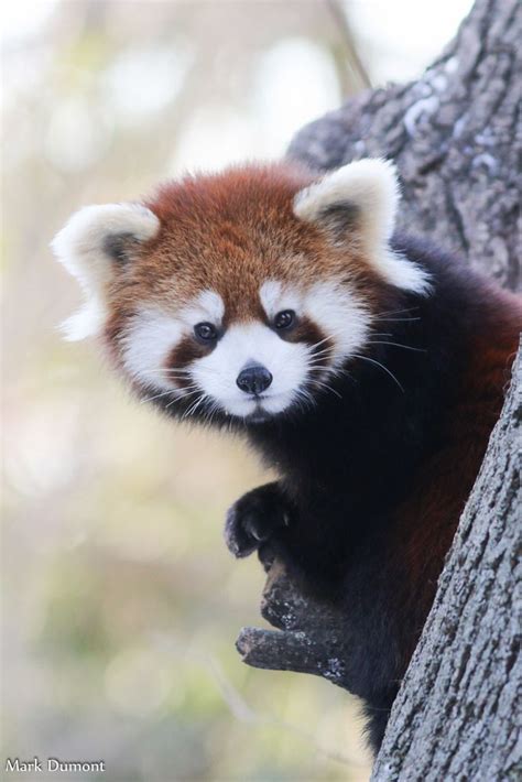 Red Panda Cute Scary Animals Cute Animals