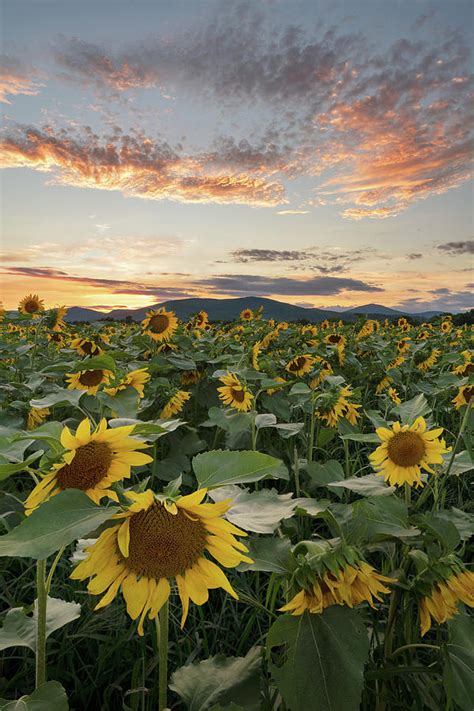 Sunflower Fields Forever Photograph By Darylann Leonard Photography
