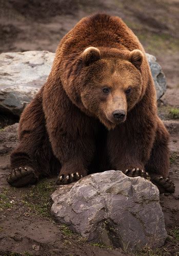 Kamchatka Brown Bear Macita83 Flickr