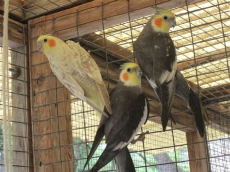 Learn more about hawaii island humane society in kailua kona, hi, and search the available pets they have up for adoption on petfinder. Cockatiel Aviary -- adorable and they're selling all of ...