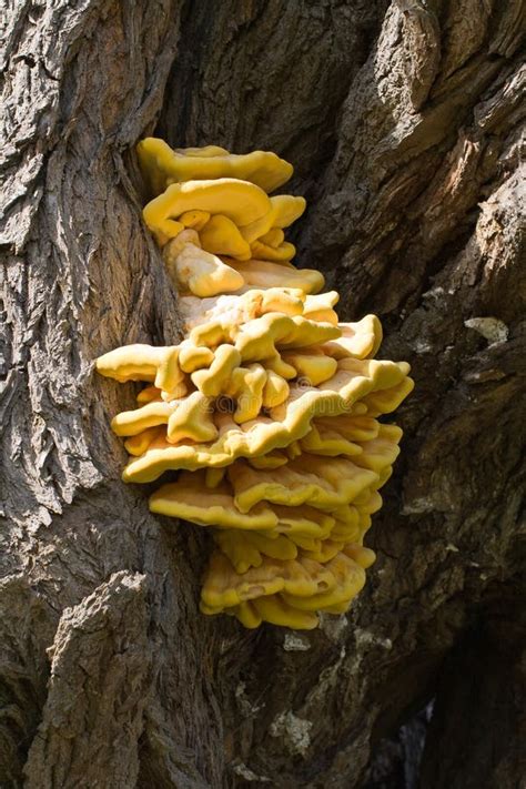 Tree Yellow Fungus Stock Photos Download 9012 Royalty Free Photos