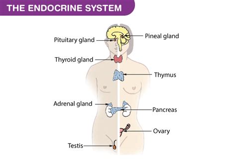 Endocrine Glands And Their Hormones Types And Their Functions