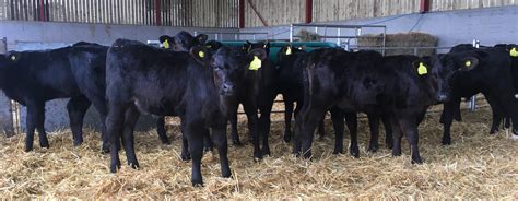 Young Calves for Sale in the UK | Peter Jones Livestock Ltd