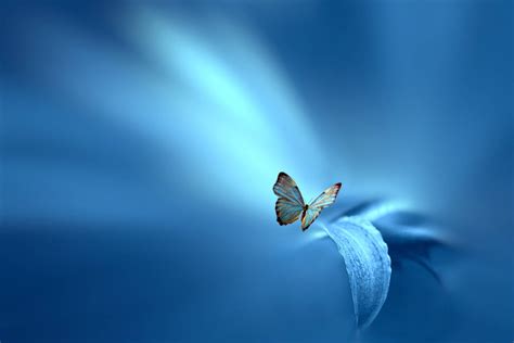 100 Blue Butterfly Wallpapers