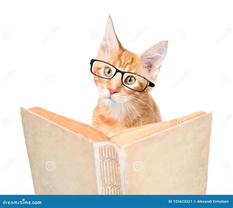 Cat With Glasses Reading A Book Isolated On White Background Stock Image Image Of Education