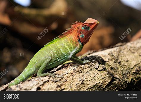 Closeup Chameleon On Image And Photo Free Trial Bigstock