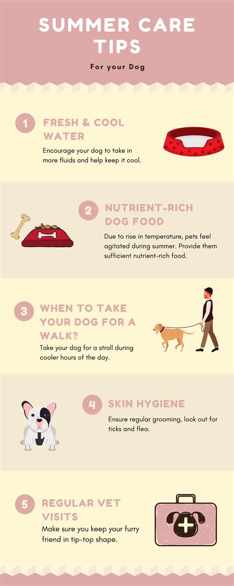 How To Keep Dogs Safe In Summer 7 Tips