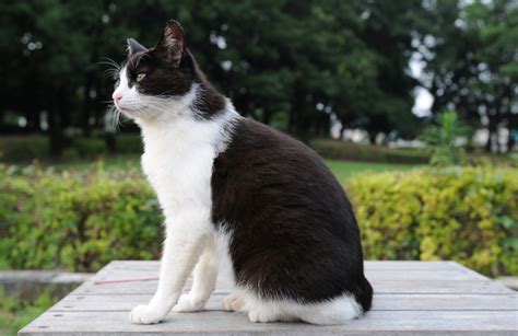 7 Bicolor Pattern Variations In Cats And Why They Occur Pethelpful