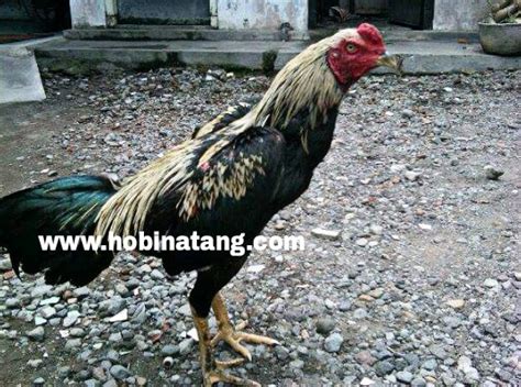 2.9 ayam bangkok wido atau jalak 2.10 ayam bangkok mathai persilangan burma dan thailand 10 Jenis Ayam Bangkok Terbaik dan Bagus untuk Dipelihara ...