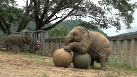 Baby Elephat Navann Play Sumo With His Ball Youtube