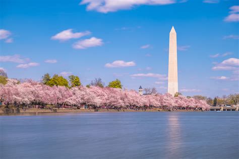 Cherry Blossoms In Washington Dc A Guide To The Annual Festival Tips For Visitors Hip Mama