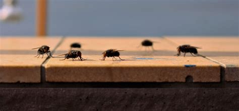 Colorado House Fly Infestations And How To Exterminate Them Mug A Bug