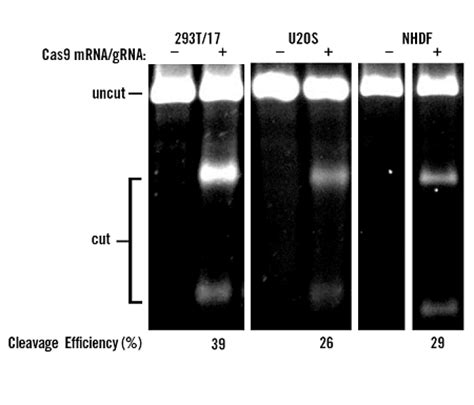 • detector rna in vitro transcription biotinylation kit. TransIT-mRNA Transfection Kit for Large RNA Transfections