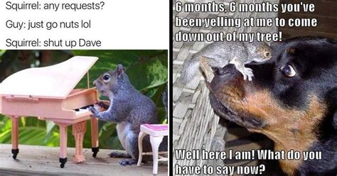 squirrel memes  dog   lose  sht   pics