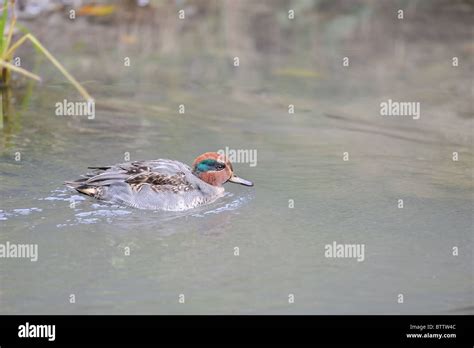 Common Teal Eurasian Teal Green Winged Teal Anas Crecca Drake