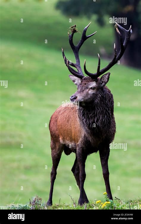 A Portrait Of A Native Irish Red Deer Stag In The Kerry Mountains