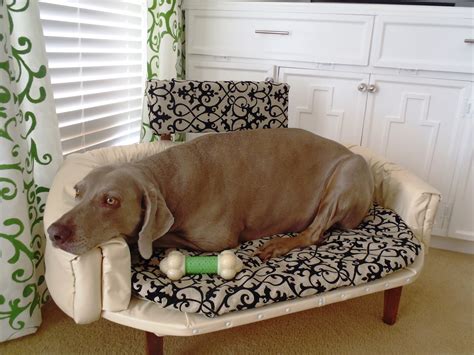 When dogs age it is not uncommon for them to become arthritic and need a bit more support from their beds. Lazy Liz on Less: Elevated dog bed