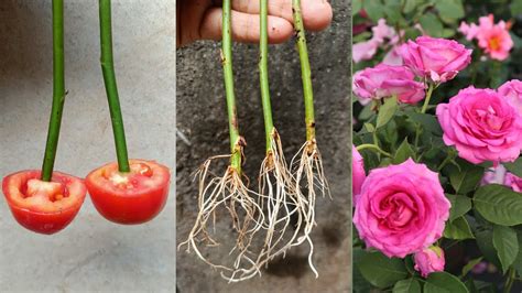 Propagate Roses From Cuttings With Tomato How To Grow Rose Plant From