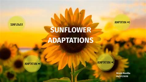 Sunflower Adaptations By Nicole Bonilla On Prezi