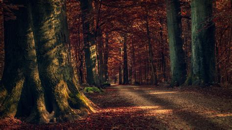 Autumn Forest Path 4k Ultrahd Wallpaper Backiee Free