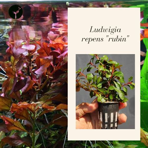 Ludwigia Repens Rubin Btg Aquatic Plants Shopee Malaysia