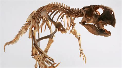 10 Bristled Facts About Psittacosaurus Mental Floss