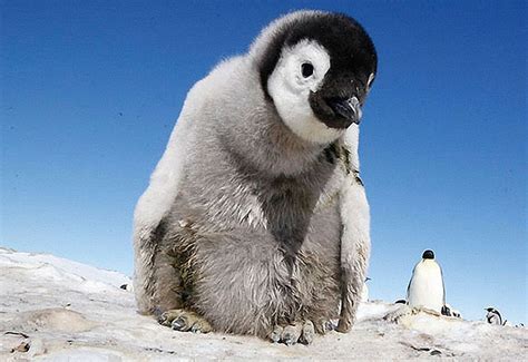 Cutest Penguin Pictures Mirror Online