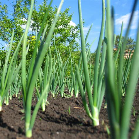 50 Crunchy Spring Onion Seeds Welldales