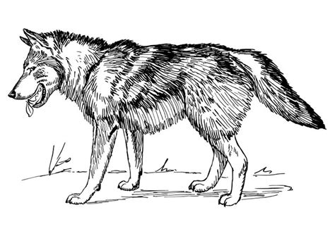Free Printable Wolf Coloring Pages For Kids Best Coloring Pages Galleries