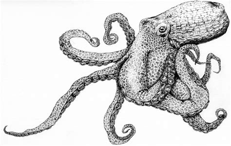 Giant Pacific Octopus Illustrating Nature 2021