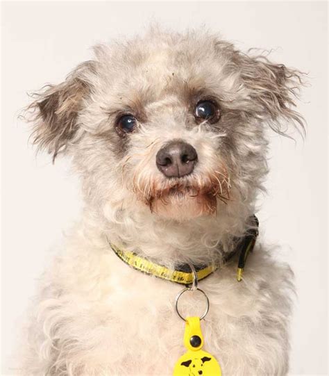 Sponsor A Poodle Cross Billy Dogs Trust