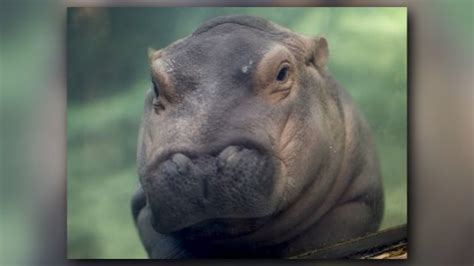 it s fiona the hippo s birthday she s already had a remarkable life