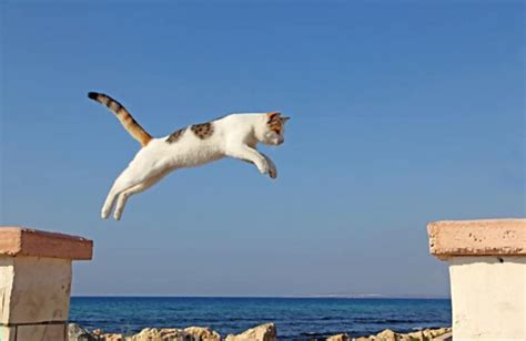 How High Can Cats Jump Best Cat Food Reviews