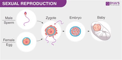 What Is Reproduction Definition And Types Of Reproduction 2023