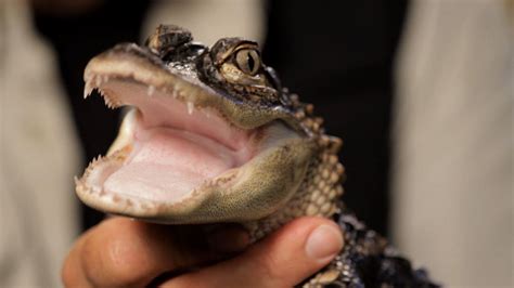 5 Care Tips For Alligators Pet Reptiles
