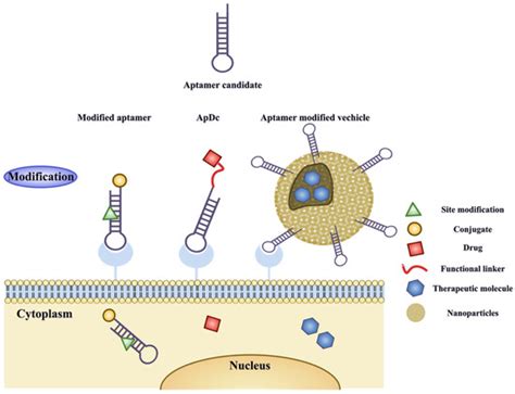 Ijms Free Full Text Exploring The Potential Of Aptamers In